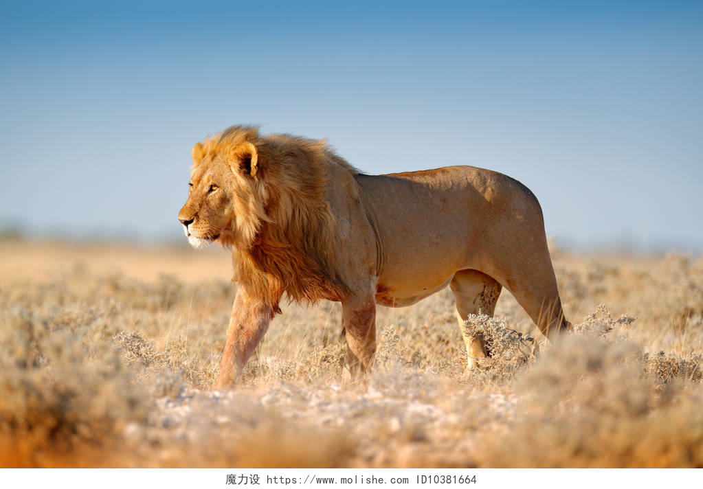 蓝天下草地上的一头公狮子在纳米比亚的埃托沙, 有毛的大狮子。非洲狮子走在草地上, 有美丽的傍晚光线。来自大自然的野生动物场景。栖息地的肛门.